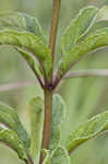 Joe Pye weed